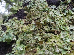 Flavopunctelia praesignis