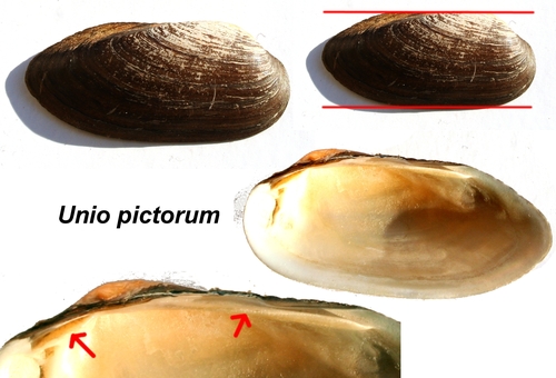 Painter's Mussel