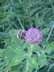Bombus