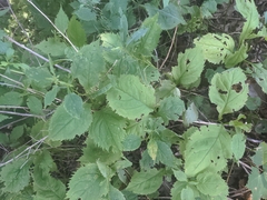 Solidago flexicaulis