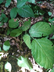 Rubus hirtus