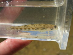 Etheostoma gore