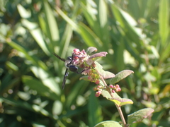 Isodontia mexicana