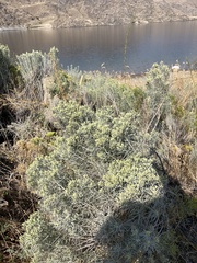 Chrysothamnus viscidiflorus