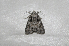 Acronicta marmorata