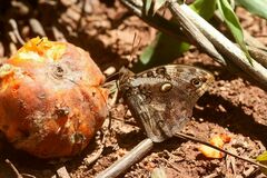 Opsiphanes invirae amplificatus