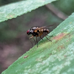 Cholomyia inaequipes