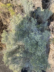 Chrysothamnus viscidiflorus