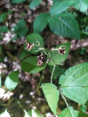 Rubus hirtus