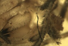 Lophopilio palpinalis