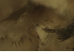 Lophopilio palpinalis