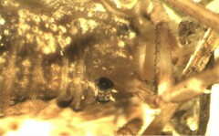 Lophopilio palpinalis