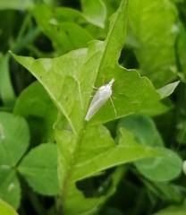Crambus perlella