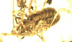 Lophopilio palpinalis