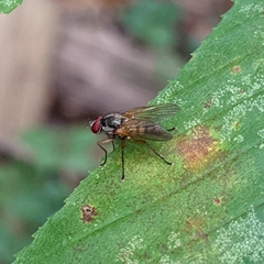 Cholomyia inaequipes