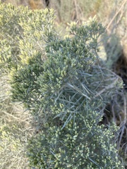 Chrysothamnus viscidiflorus