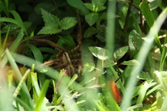 Cupiennius salei