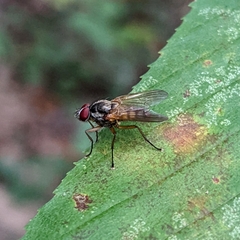 Cholomyia inaequipes