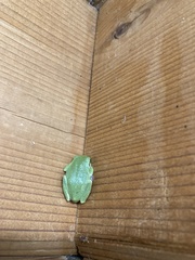 Hyla versicolor