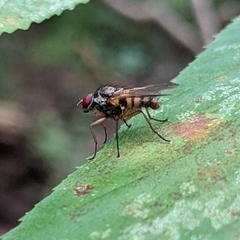 Cholomyia inaequipes