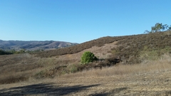 Schinus molle