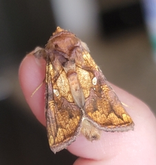 Argyrogramma verruca