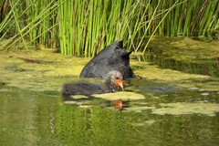 Fulica atra atra