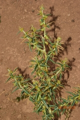Xanthium spinosum