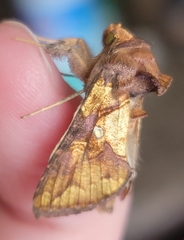 Argyrogramma verruca