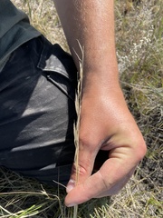 Hesperostipa curtiseta