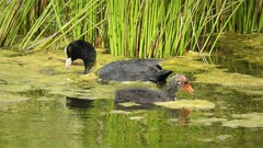 Fulica atra atra