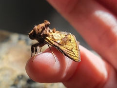 Argyrogramma verruca