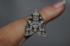 Acronicta marmorata