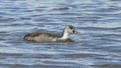 Fulica atra atra