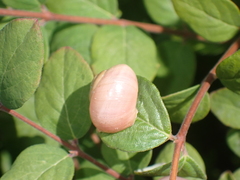 Cepaea