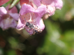 Anthophila