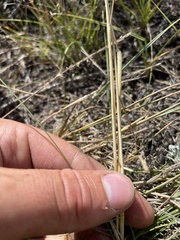 Hesperostipa curtiseta
