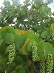 Coccoloba uvifera