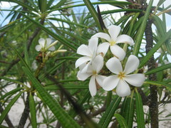 Plumeria alba