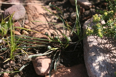 Euphorbia silenifolia