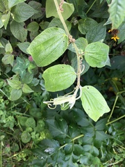 Passiflora bogotensis