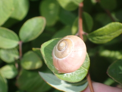 Cepaea