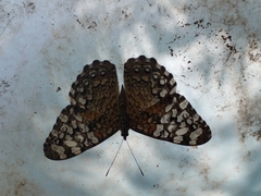 Hamadryas glauconome