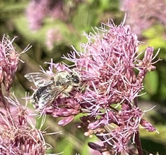 Megachile inermis