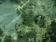 Lactophrys triqueter