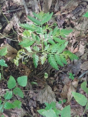 Botrypus virginianus