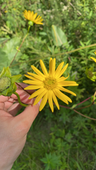 Silphium terebinthinaceum