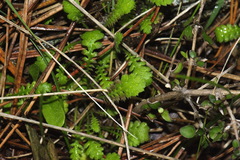 Leptinella squalida squalida