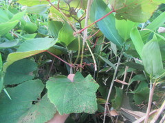 Vitis coignetiae