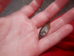 Ambloplites rupestris